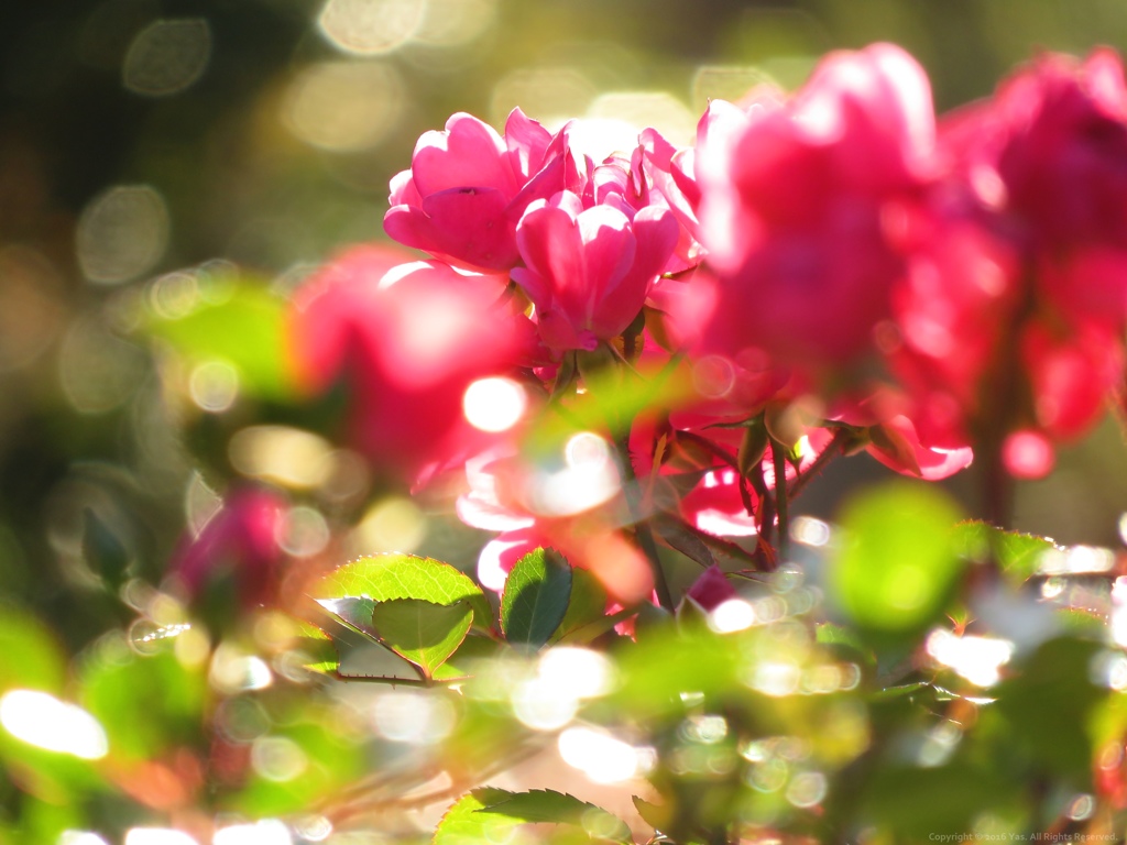 Winter Roses