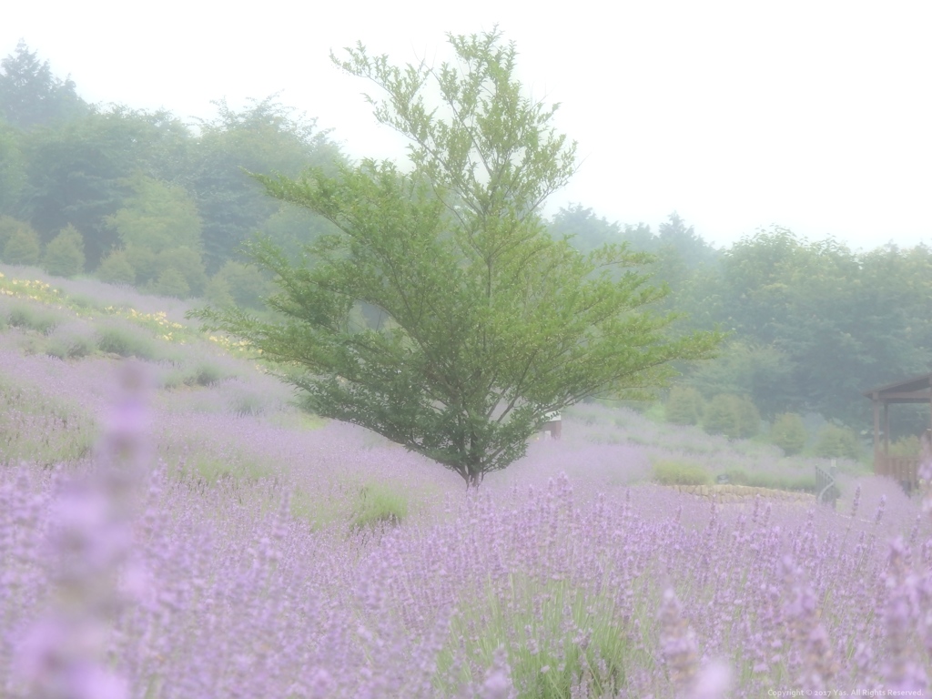 Misty Morning