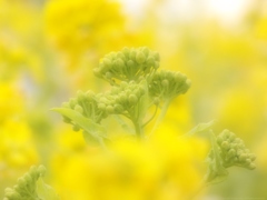 Buds in Yellow