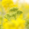 Buds in Yellow