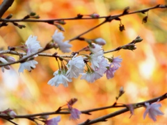 寒桜 Ⅳ