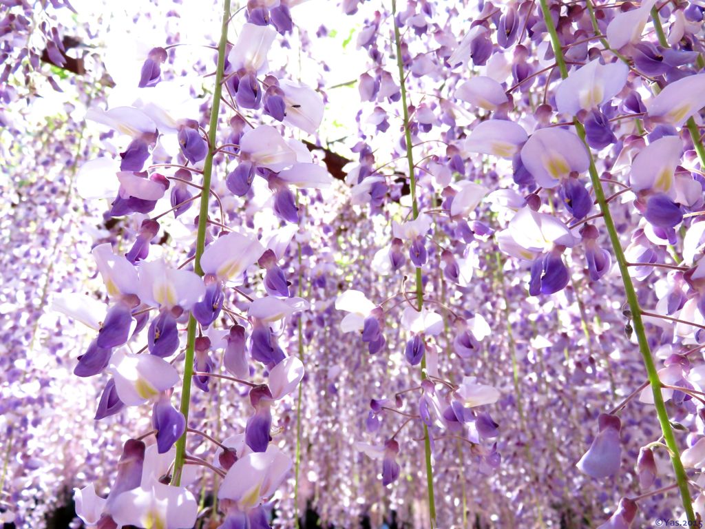 Wisteria