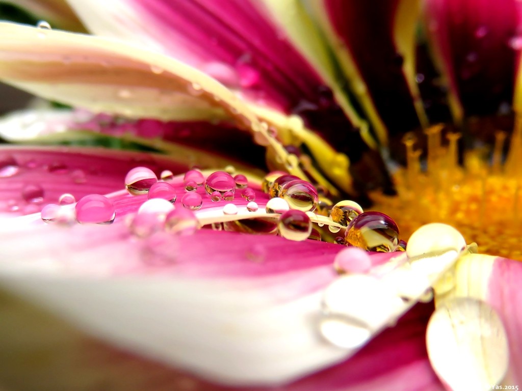 Raindrops