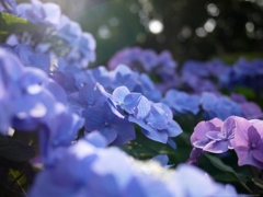 Blue Echoes