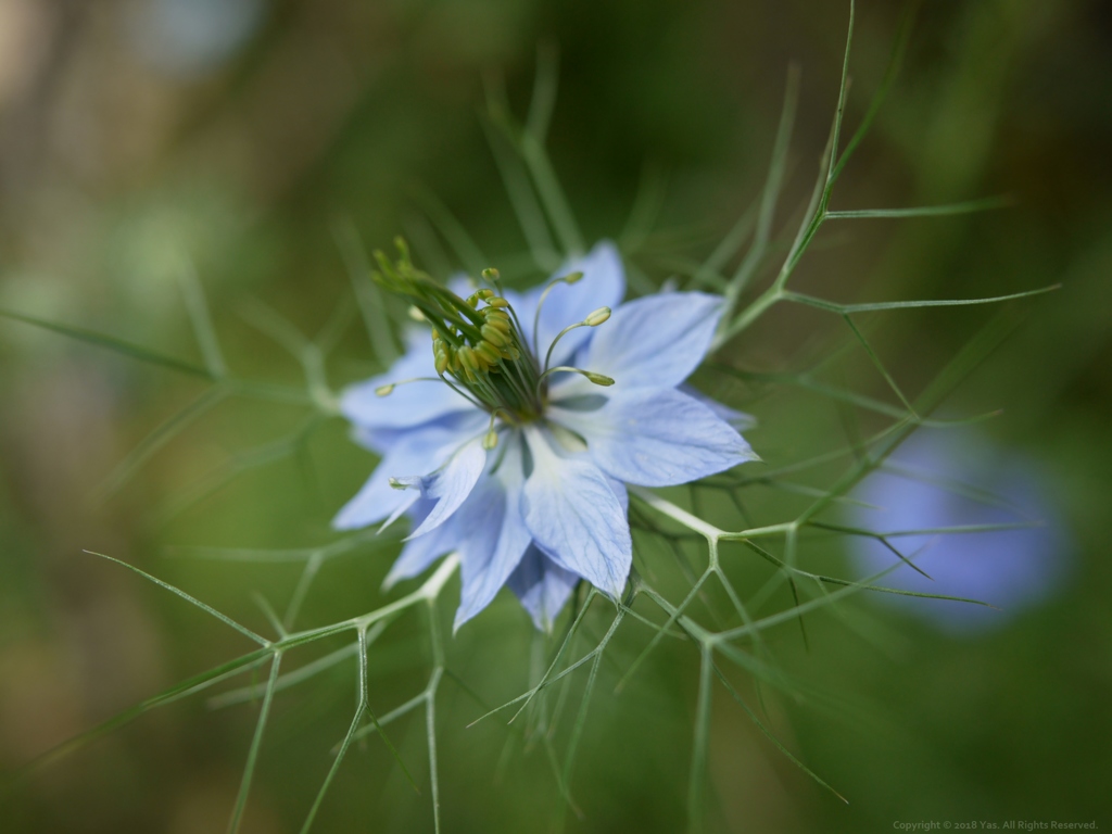 Love in a mist