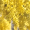 Nothing but Yellow