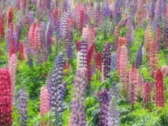 Lupinus’ Forest