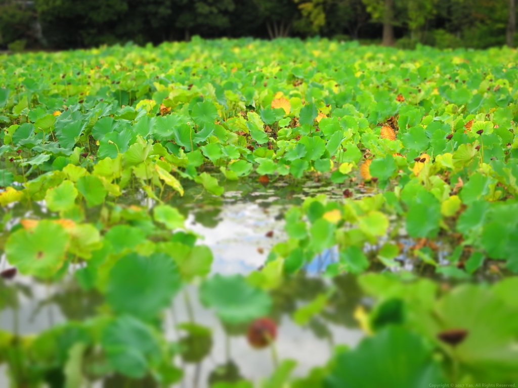 Lotus fields forever