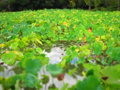 Lotus fields forever