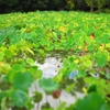 Lotus fields forever