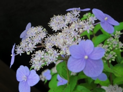 Hydrangea serrata