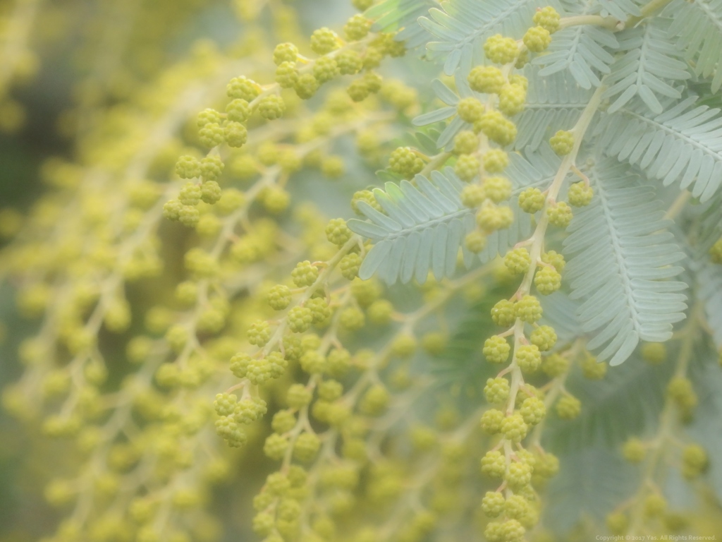 ミモザは餅花のように