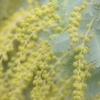 ミモザは餅花のように