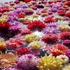 Dahlias