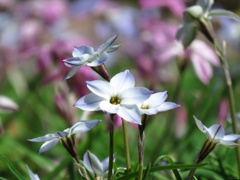 Star of Bethlehem