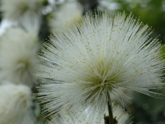 Splush