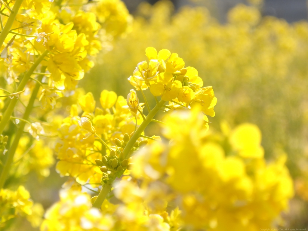 Pure Yellow