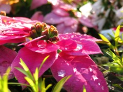 Poinsettia