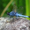 Mr. Blue