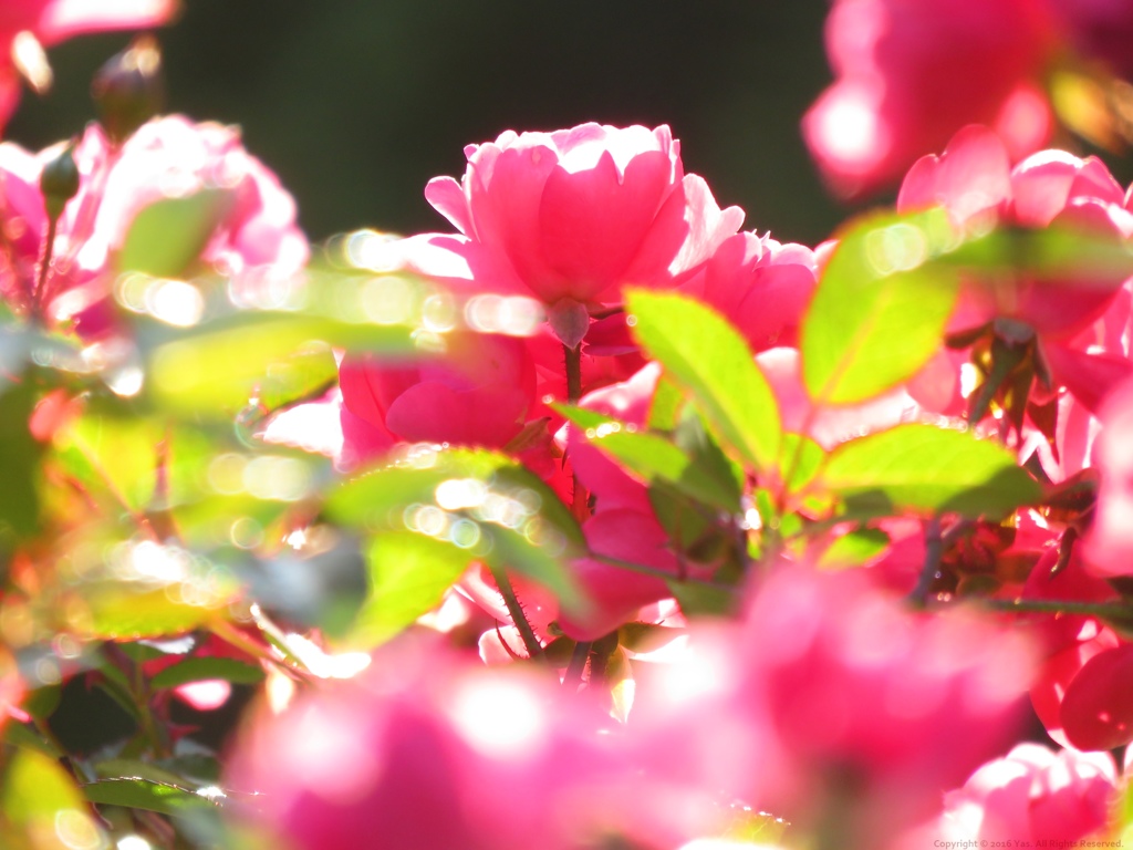 Wintry Roses