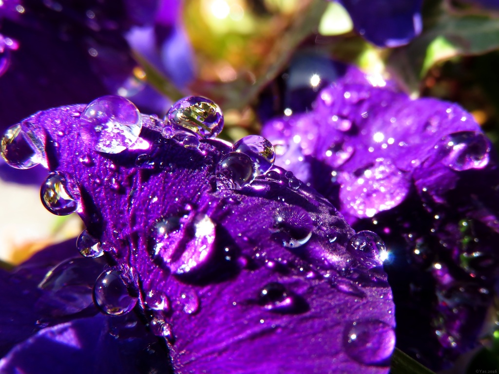 Essence of Lights