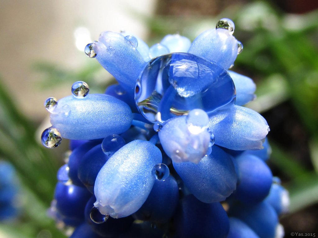 Blue