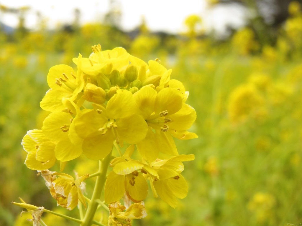 Canola Yellow