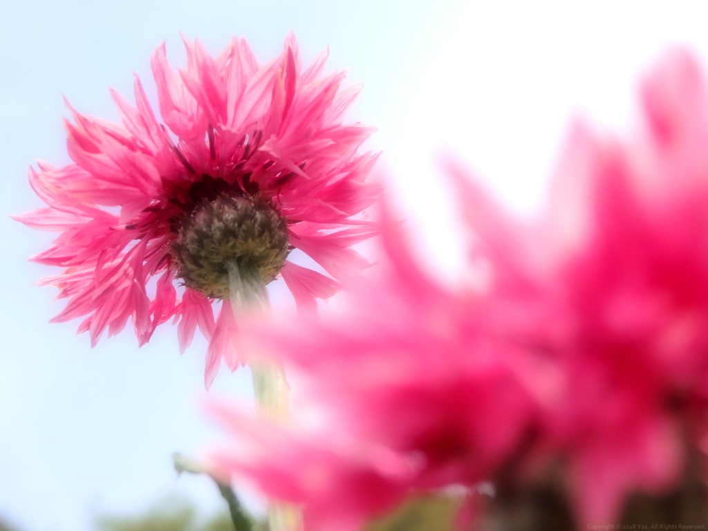Magenta Garland