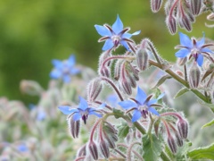 Borage