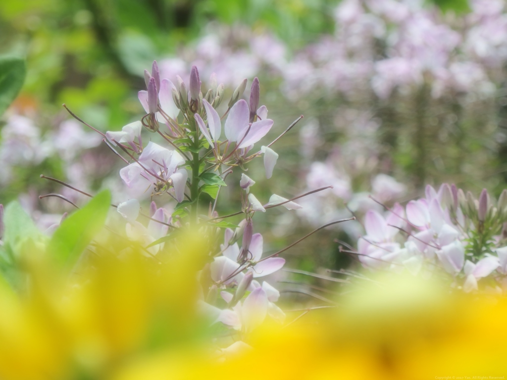 Butterfly Flowers