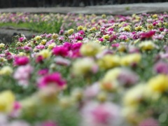 Path of Portulaca