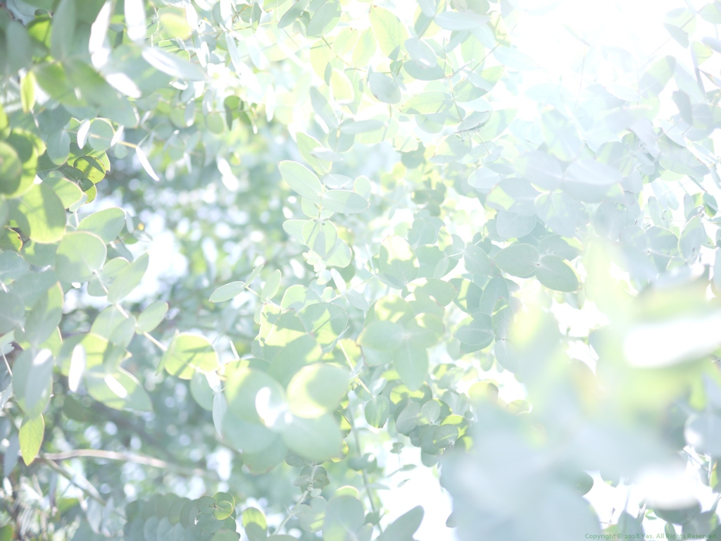 Limelight
