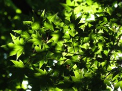 Place in the Leaves