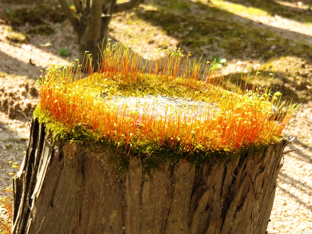 Moss Crown