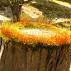 Moss Crown