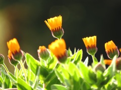 Orange Brushes