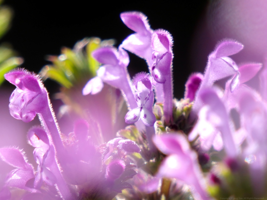 Voice of Spring