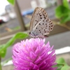 Tiny Visitor