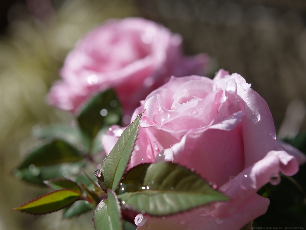 ちっちゃくても薔薇