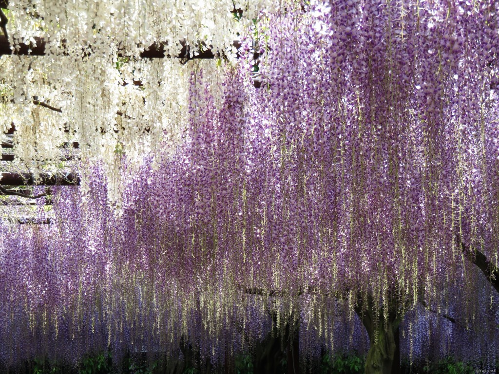 Wisteria Curtain 2