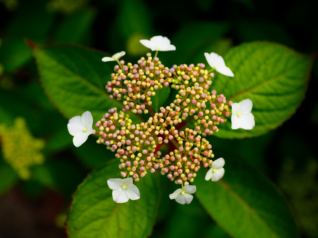 紫陽花