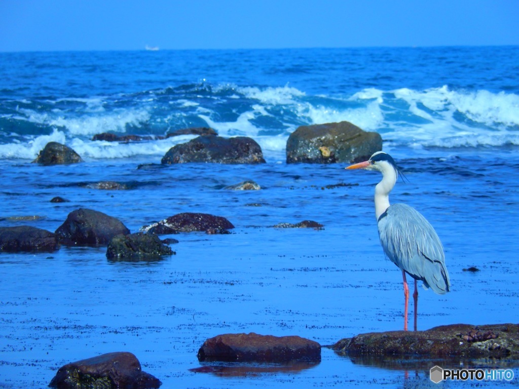 海鳥
