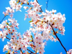 桜