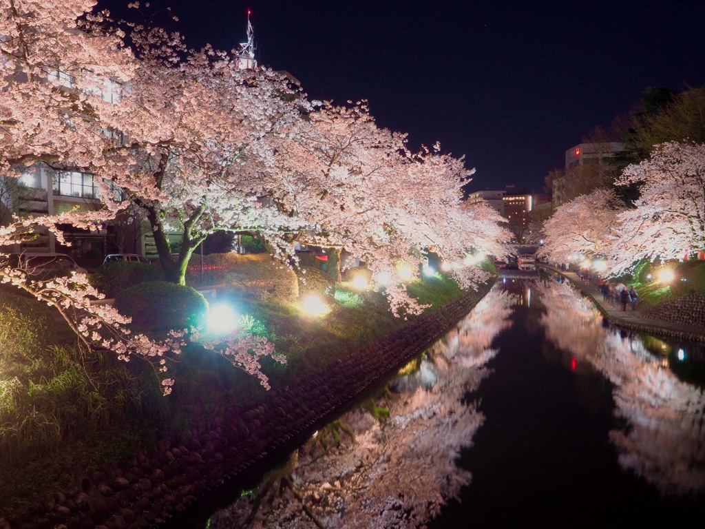 松川べりの夜桜