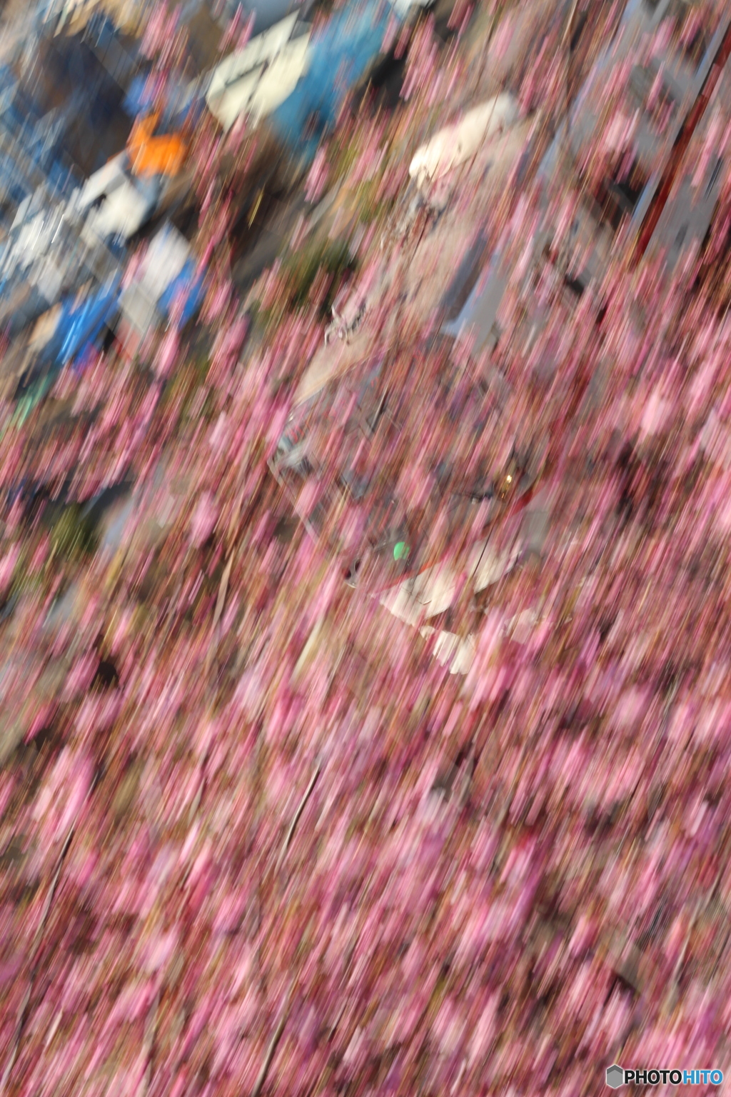 河津桜と・・