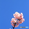 河津桜（三浦海岸）