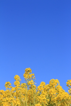 菜の花　青空2