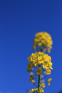 菜の花、青空