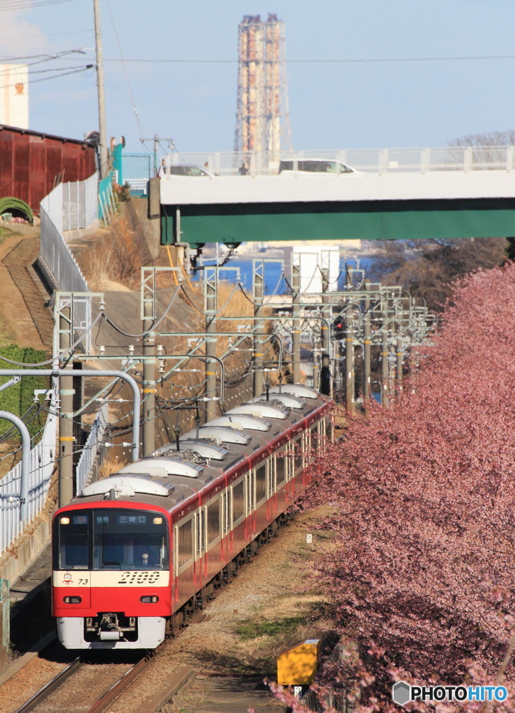 河津桜の中を2017（縦）