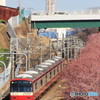 河津桜の中を2017（縦）